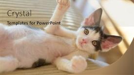  Presentation with kitten - Amazing theme having young-kitten-playing-on-sofa backdrop and a mint green colored foreground