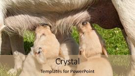  Presentation with hypertension in young - Presentation design having young labrador puppies suckling - standing background and a coral colored foreground