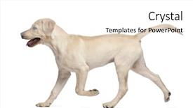 Presentation with old young - Presentation theme consisting of young labrador retriever 4 months background and a white colored foreground