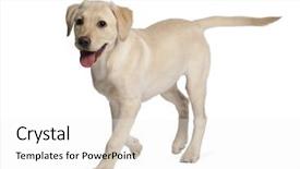  Presentation with old young - Presentation design featuring young labrador retriever 4 months background and a white colored foreground