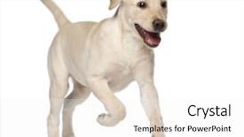  Presentation with old young - Presentation design with young labrador retriever 4 months background and a white colored foreground