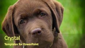  Presentation with puppy - PPT theme having young labrador retriever puppy background and a tawny brown colored foreground