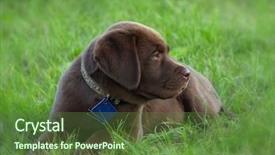  Presentation with puppy - Amazing theme having young labrador retriever puppy backdrop and a tawny brown colored foreground