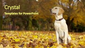  Presentation with fall - Audience pleasing theme consisting of dog forest - young labrador retriever backdrop and a tawny brown colored foreground