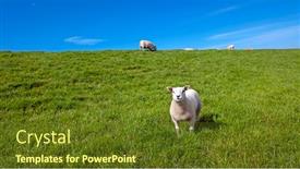  Presentation with sheep - Amazing presentation having young-lamb-and-sheep backdrop and a tawny brown colored foreground