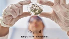  Presentation with herb - 