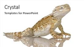  Presentation with dragon - PPT theme featuring young-lawson-s-dragon background and a white colored foreground