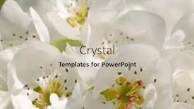  Presentation with blurred flowers - PPT theme with young-leaves-and-flowers background and a soft green colored foreground