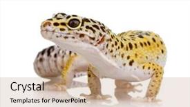  Presentation with cartoon leopard - Colorful PPT layouts enhanced with young leopard gecko in front backdrop and a coral colored foreground