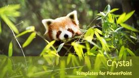  Presentation with red panda - Presentation design consisting of young lesser panda ailurus fulgens background and a tawny brown colored foreground