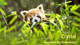  Presentation with red panda - Colorful presentation design enhanced with young lesser panda eating leaves backdrop and a tawny brown colored foreground