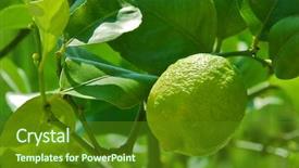  Presentation with lime - Slides consisting of young lime on the tree background and a tawny brown colored foreground