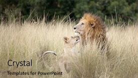  Presentation with lion king - PPT layouts having young lion cub looking up background and a coral colored foreground