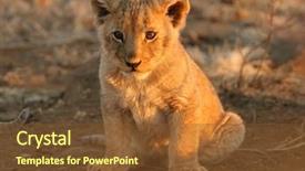  Presentation with south africa - Theme having young lion cub panthera leo background and a tawny brown colored foreground
