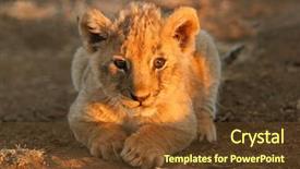  Presentation with lion - PPT theme having young lion cub panthera leo background and a tawny brown colored foreground