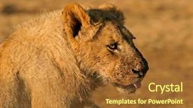  Presentation with lion - PPT theme consisting of young lion panthera leo with dirty face after feeding south africa background and a tawny brown colored foreground