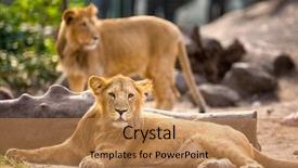  Presentation with zoo - Presentation theme consisting of young lion resting in zoo background and a coral colored foreground