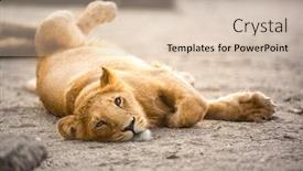  Presentation with lion - Slide deck having young lion rolling on the ground background and a soft green colored foreground