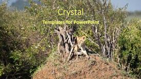  Presentation with kenya - Colorful presentation design enhanced with young-lioness-pathera-leo-takes backdrop and a tawny brown colored foreground