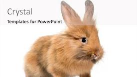  Presentation with rabbit - Cool new PPT theme with young lionhead rabbit four months old standing against white background backdrop and a white colored foreground