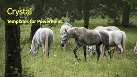  Presentation with high school - Presentation theme featuring young-lipizzan-horses-out background and a tawny brown colored foreground