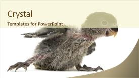  Presentation with moving - Colorful PPT layouts enhanced with lovebirds - young lovebird moving isolated backdrop and a cream colored foreground