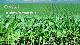  Presentation with maize - Theme consisting of young maize field with sky background and a seafoam green colored foreground