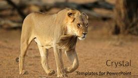  Presentation with male lion - Slide deck with young-male-african-lion-panthera background and a coral colored foreground