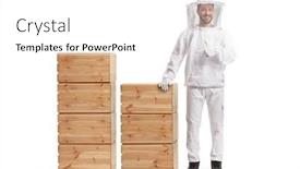  Presentation with bee propolis maroon - PPT layouts enhanced with young-male-bee-keeper background and a white colored foreground