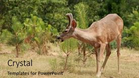  Presentation with buck - Slides having young male buck black-tailed deer background and a yellow colored foreground