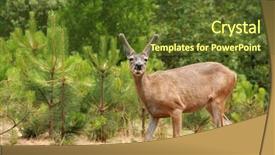  Presentation with buck - Colorful theme enhanced with young male buck black-tailed deer backdrop and a tawny brown colored foreground