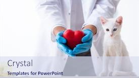  Presentation with cat - Presentation theme enhanced with young male doctor examining sick cat background and a sky blue colored foreground