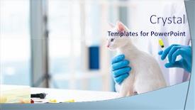  Presentation with cat - Slide set with young male doctor examining sick cat background and a sky blue colored foreground