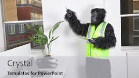  Presentation with costume - PPT theme enhanced with young-male-engineer-in-gorilla background and a light gray colored foreground