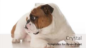  Presentation with english bulldog - Colorful PPT theme enhanced with young male english bulldog portrait isolated on white background backdrop and a soft green colored foreground
