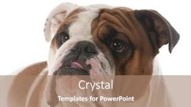  Presentation with english bulldog - PPT layouts having young male english bulldog portrait isolated on white background background and a coral colored foreground