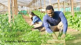  Presentation with greenhouse - PPT theme featuring young-male-farmer-harvesting-vegetables background and a yellow colored foreground