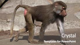  Presentation with animal - Cool new presentation theme with young male hamadryas baboon papio backdrop and a gray colored foreground
