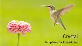  Presentation with hovering - Audience pleasing presentation theme consisting of young male hummingbird hovering close backdrop and a yellow colored foreground