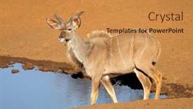  Presentation with south africa - Presentation theme consisting of young-male-kudu-antelope-tragelaphus background and a gold colored foreground
