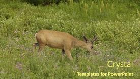  Presentation with mule - Presentation theme enhanced with young-male-mule-deer-odocoilus background and a tawny brown colored foreground
