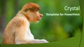  Presentation with proboscis - PPT theme consisting of young male proboscis monkey in a wild on borneo island in malaysia background and a tawny brown colored foreground