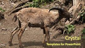  Presentation with west - Audience pleasing presentation theme consisting of young-male-west-caucasian-tur backdrop and a tawny brown colored foreground