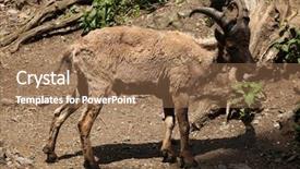  Presentation with west - PPT theme consisting of young-male-west-caucasian-tur background and a coral colored foreground