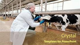 Presentation with farm - Audience pleasing presentation consisting of young-male-worker backdrop and a tawny brown colored foreground