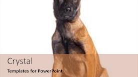  Presentation with white - Slide deck enhanced with young-malinois-sitting-isolated background and a coral colored foreground