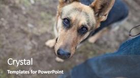  Presentation with german - Presentation theme having his dog purebred german shepherd background and a gray colored foreground