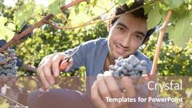  Presentation with grape - Colorful presentation design enhanced with young man cutting bunch of grape in vineyard backdrop and a coral colored foreground
