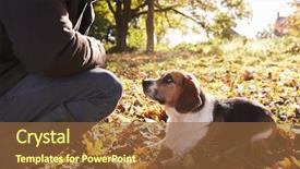  Presentation with woodland - Presentation theme with young man exercising dog in autumn woodland background and a tawny brown colored foreground