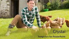  Presentation with grass - PPT theme consisting of young man feeding his chickens background and a gold colored foreground